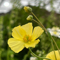 Ranunculus x arendsii 'Moonlight'
